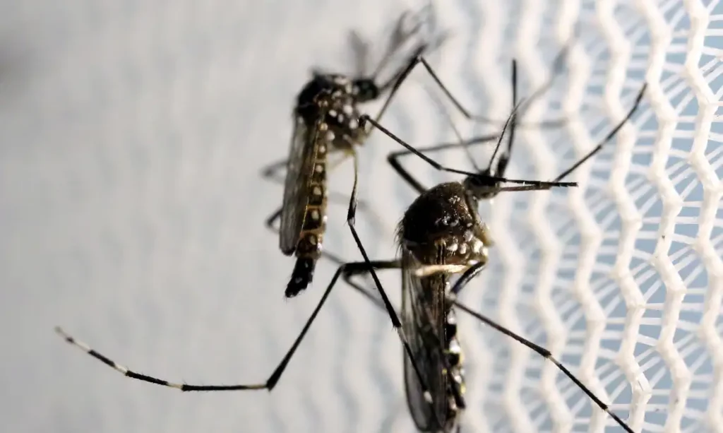 Aracaju registra menor índice de infestação do Aedes aegypti em 21 anos