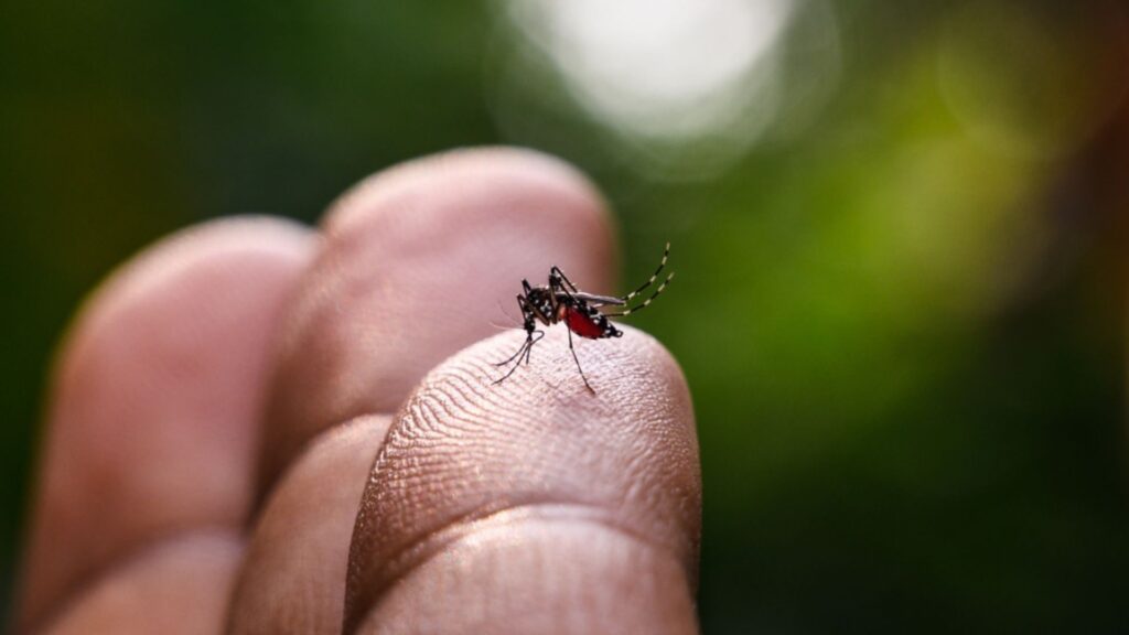 Dengue: saiba quais são os principais sintomas e o que fazer em caso de suspeita