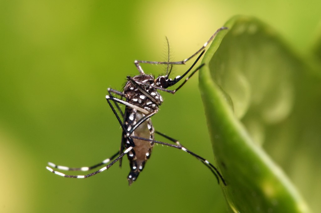 Sergipe tem quatro municípios em alto risco para surtos e epidemias pelo Aedes Aegypti