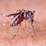dengue