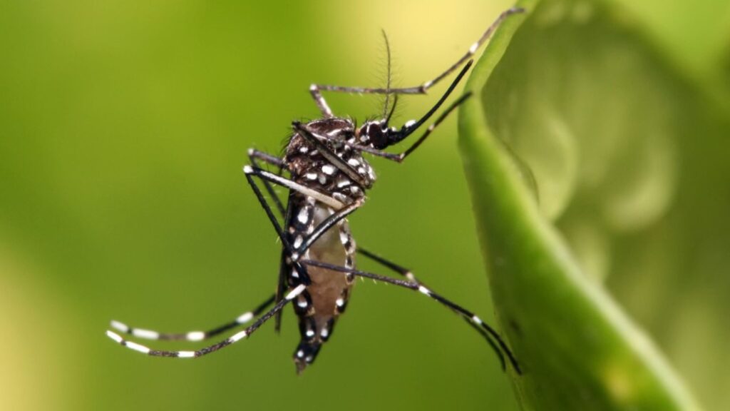 Aracaju confirma a primeira morte por dengue em 2024