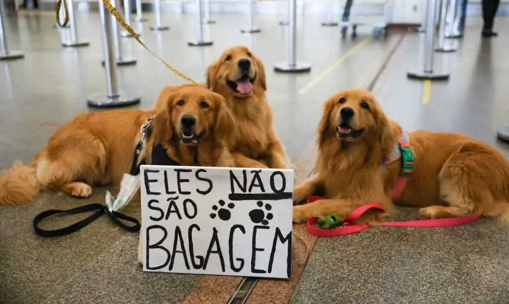 Após morte de Joca, tutores se manifestam e pedem regulamentação do transporte de pets em aviões