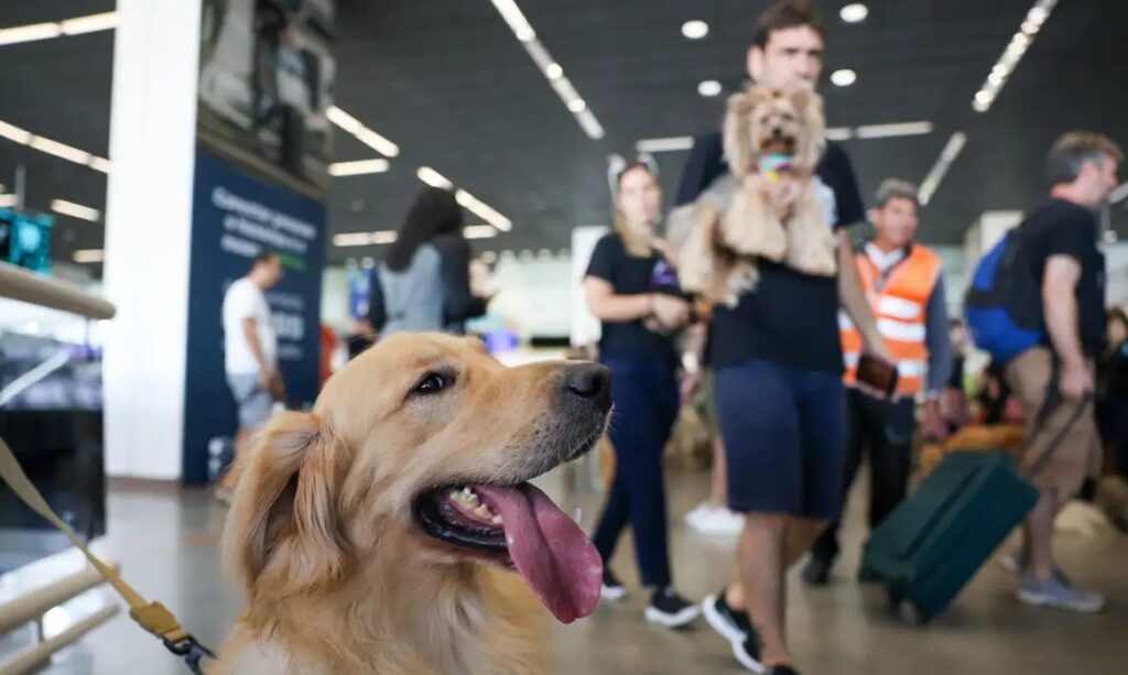 Governo Federal anuncia novas regras para transporte aéreo de pets