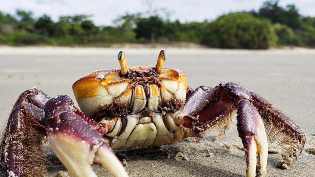 Período de defeso do Caranguejo-uçá é iniciado em Sergipe