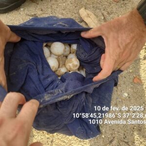 111 ovos de tartaruga marinha