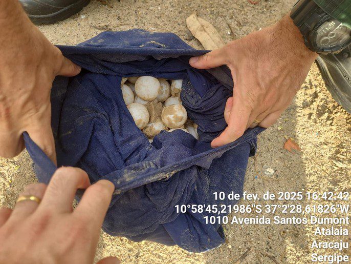 111 ovos de tartaruga marinha