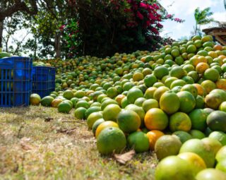 laranja